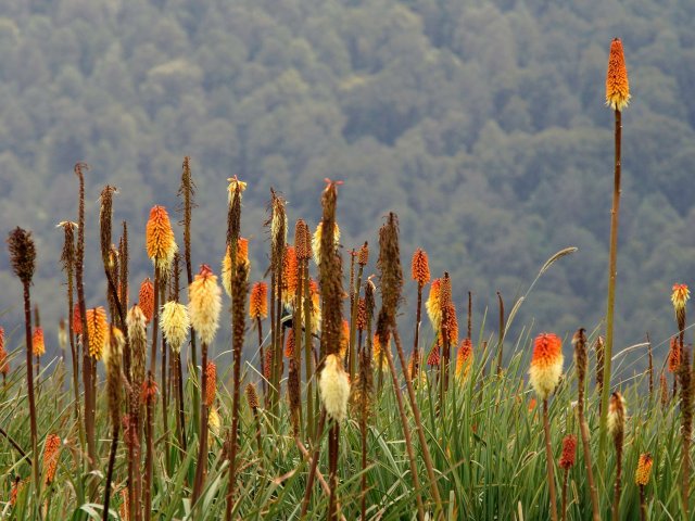 Ethiopian Flora